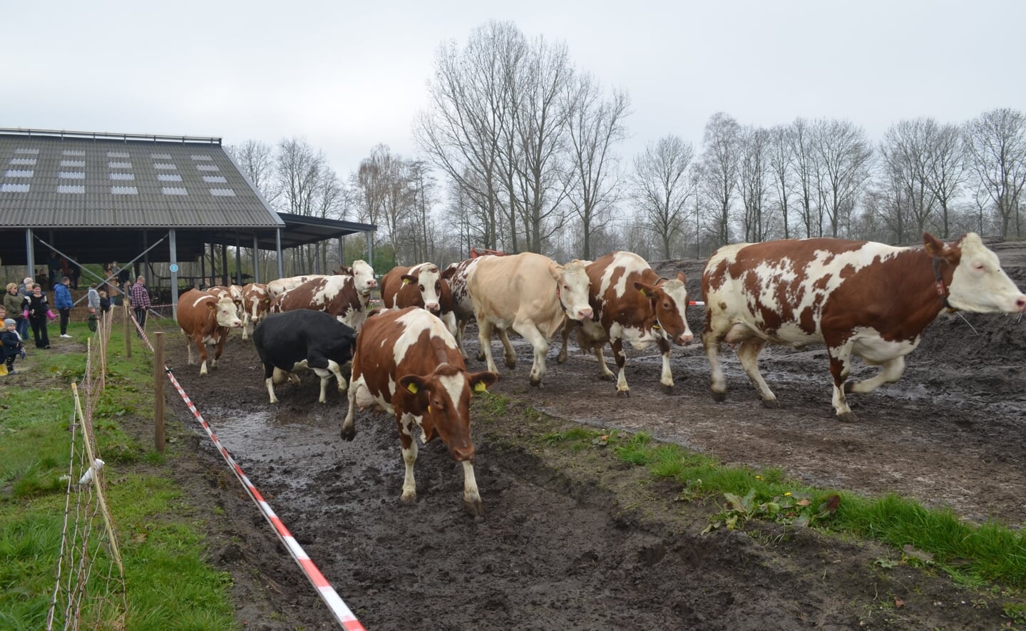 De koeien van boerderij 't Dommeltje mochten zaterdag weer voor het eerst de wei in na de winter. De vrolijk dartelende beesten konden op veel publiek rekenen. 