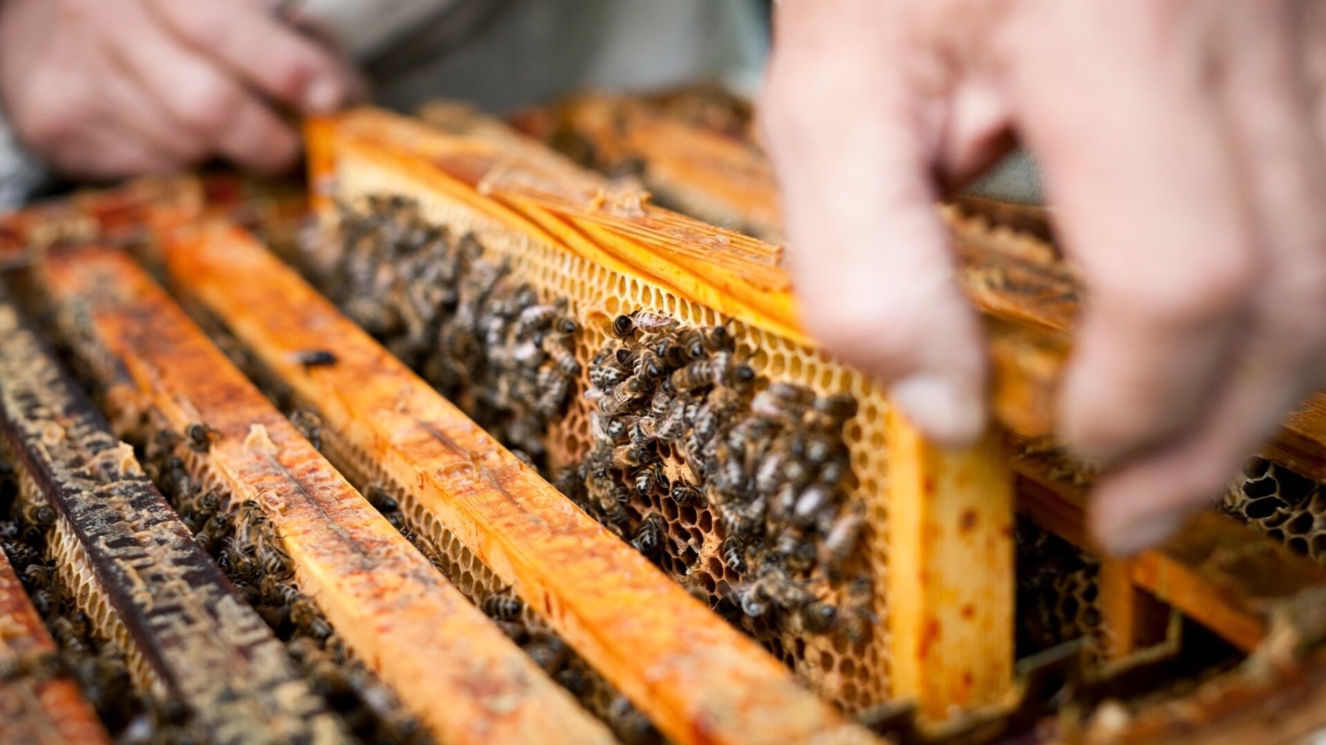 Imkers controleren de bijenkast.