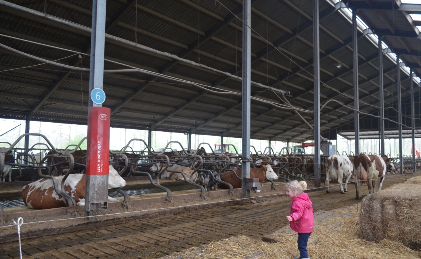 De koeien van boerderij 't Dommeltje mochten zaterdag weer voor het eerst de wei in na de winter. De vrolijk dartelende beesten konden op veel publiek rekenen. 