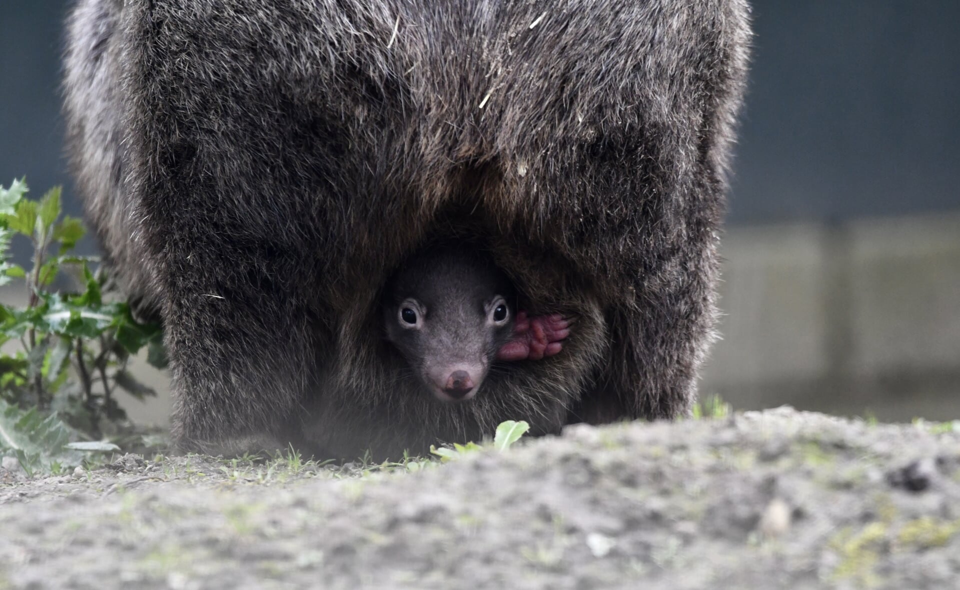 De jonge wombat laat zich af en toe al zien.