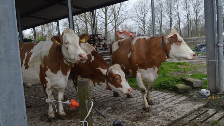 De koeien van de familie Van Alphen (niet de exemplaren op de foto!) op Luissel 18 in Boxtel staan op 20 mei in de kijker. 