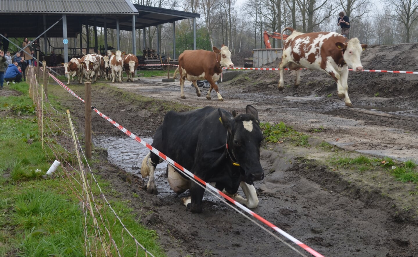 De koeien van boerderij 't Dommeltje mochten zaterdag weer voor het eerst de wei in na de winter. De vrolijk dartelende beesten konden op veel publiek rekenen. 