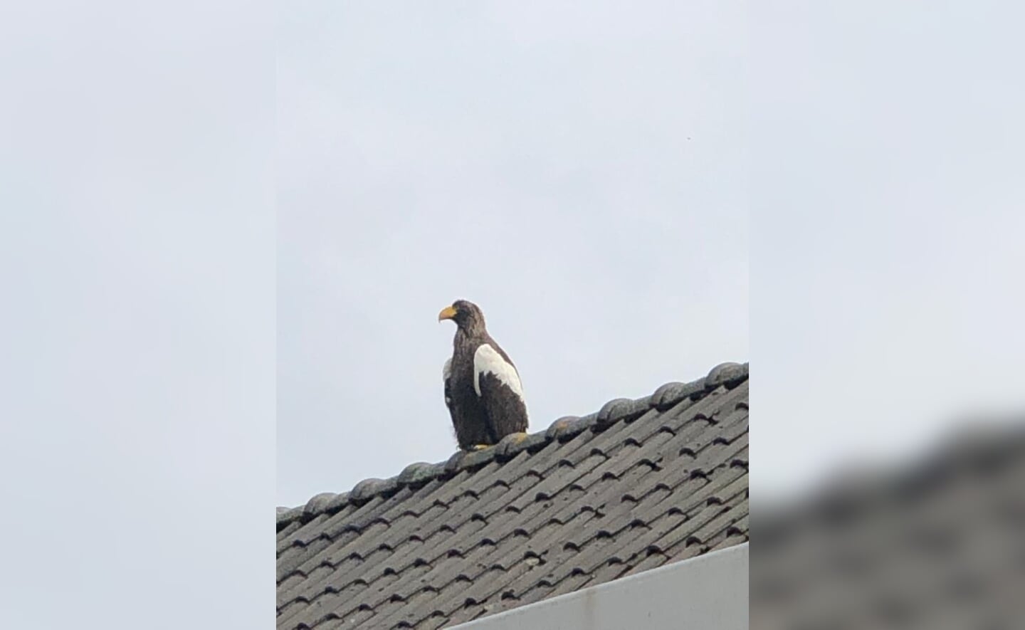 Ria Verhees kreeg een niet alledaagse gast op visite. De uit een Belgisch dierenpark ontsnapte zeearend streek neer op het dak van haar huis. 
