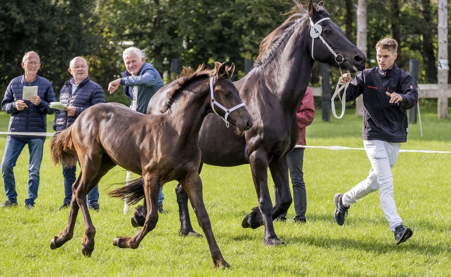 Een ronde draven is onderdeel van de keuring. Zo kan de jury de beweging van de Friese paarden beoordelen.