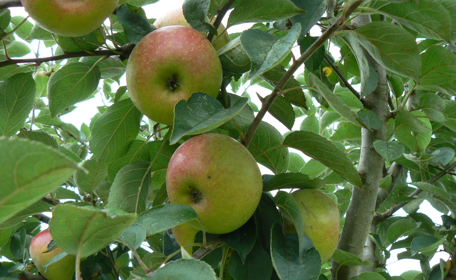 Tijdens de determinatiedag in Liempde bekijken experts of deze appel een historisch fruitras is of een 'gewone'.
