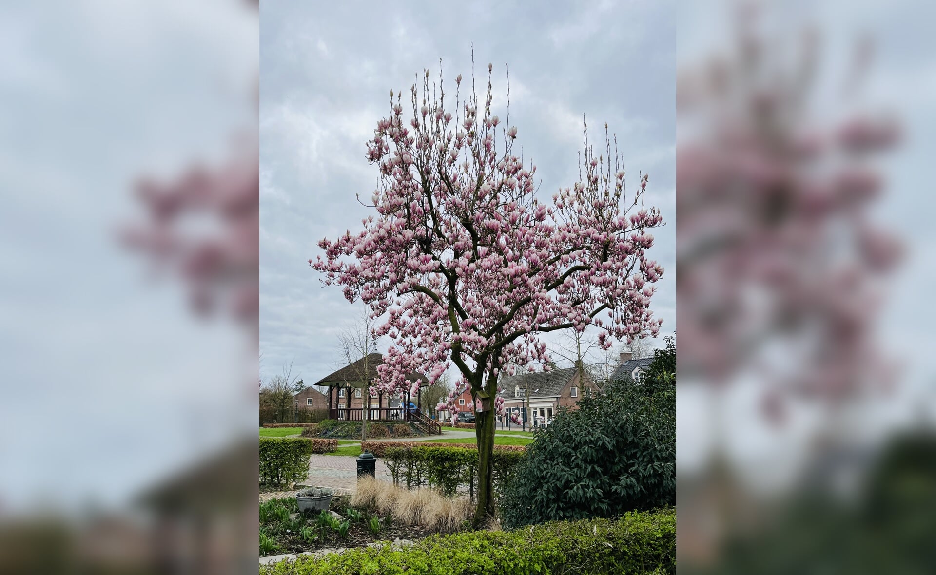 De lente laat zich zien in Liempde. Deze magnolia staat al mooi in bloei naast het Concordiapark in het dorpshart.