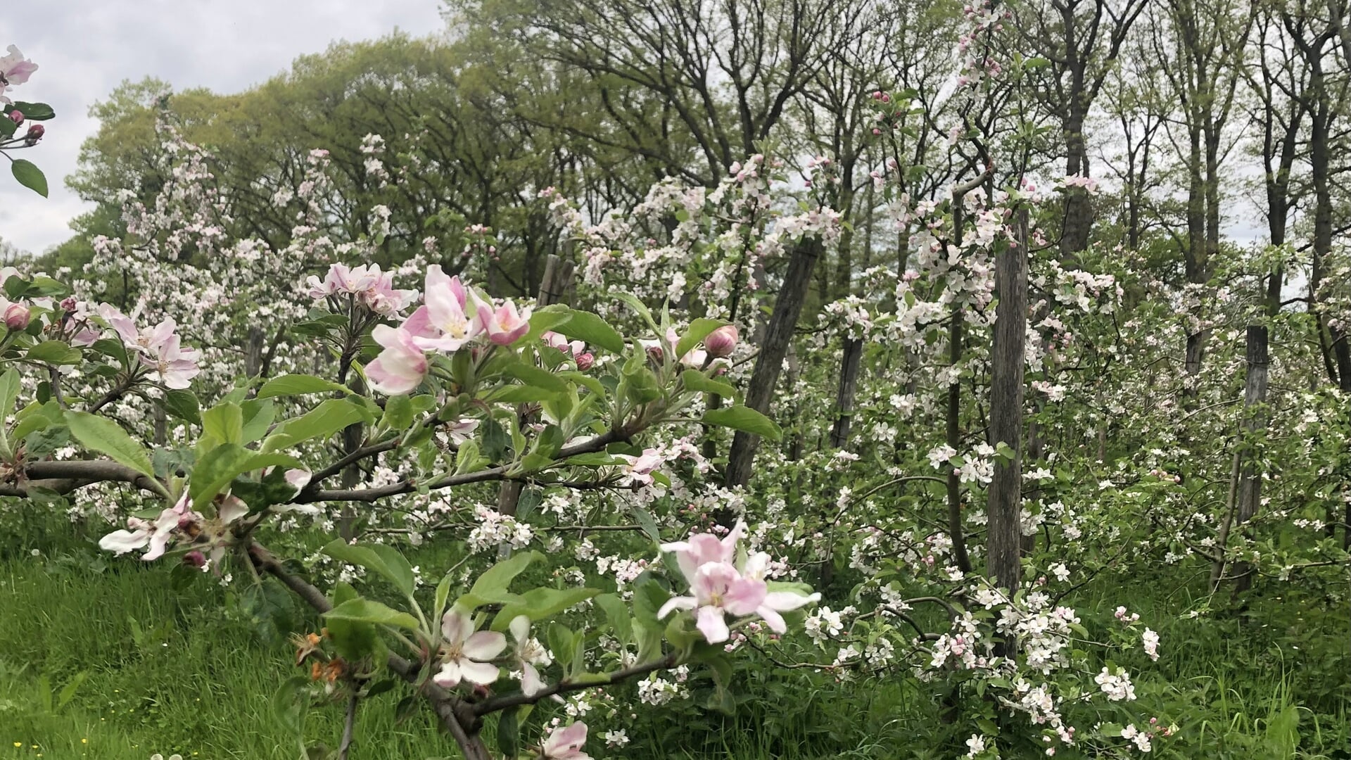 De boomgaard van Herenboeren Wilhelminapark bloeit volop. 