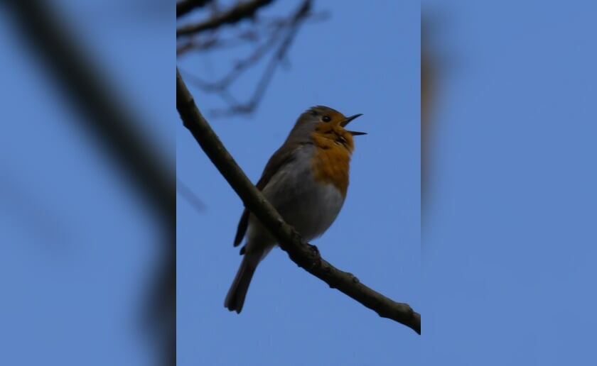 De roodborst laat zich zondag 28 april hoogstwaarschijnlijk ook zien.