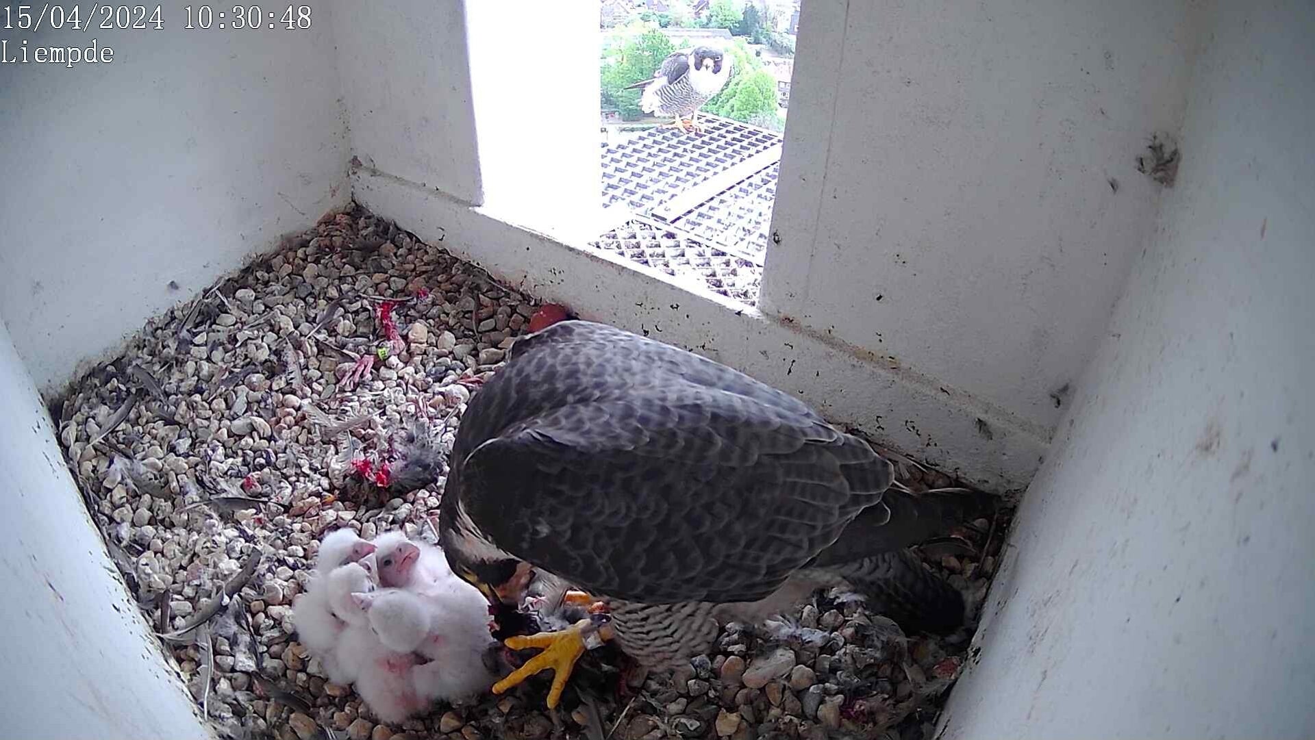 Het vrouwtje voert haar jongen terwijl het mannetje, dat de prooi gebracht heeft, buiten de nestkast zit en toekijkt.