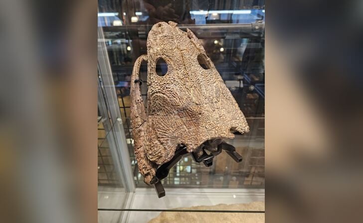De schedel van een metoposaurus is vanaf vrijdag in het Oertijdmuseum in Boxtel te zien. Het miljoenen jaren oude skelet is door medewerkers van het Oertijdmuseum weer in elkaar gezet.