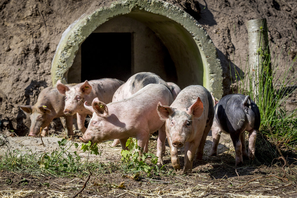 De eerste varkens die sinds juni onderdeel uitmaken van Herenboeren Wilhelminapark zijn enkele weken geleden geslacht. Het eerste vleespakket is zaterdag uitgereikt aan leden van de coöperatie. (Foto: Peter de Koning).