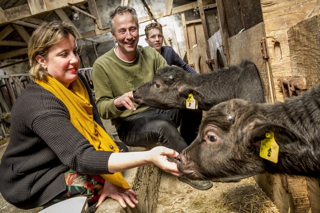 De waterbuffels van Wendy, Frens en Thijm van Oirschot op Nergena laten zich gemakkelijk aanhalen en de kalfjes al helemaal. Die likken graag het zout van mensenhanden. (Foto: Peter de Koning).