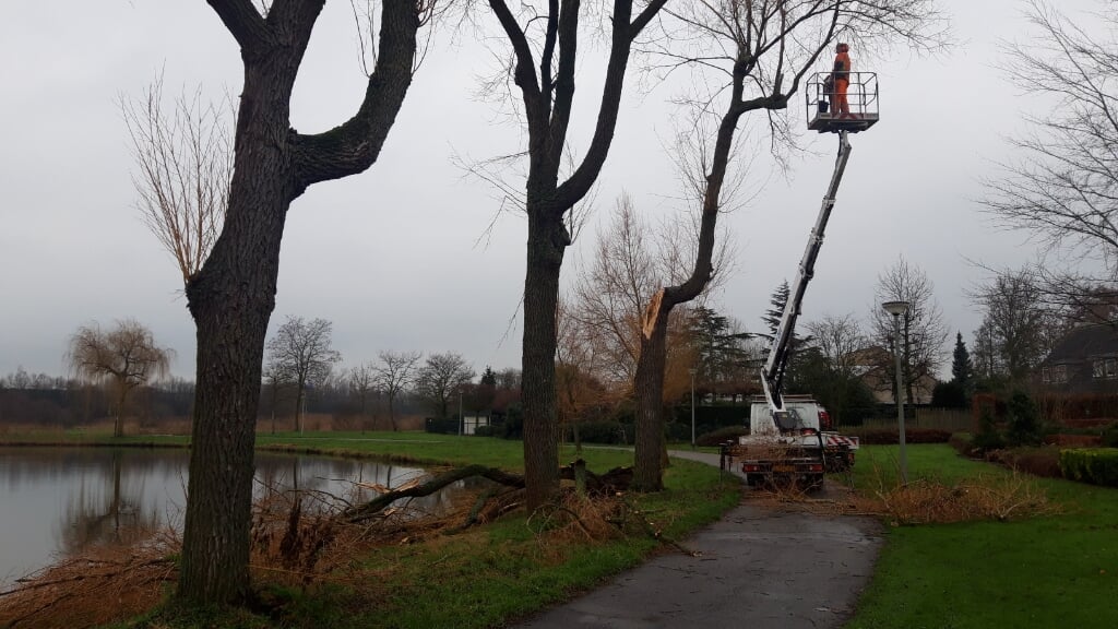 Bij de vijver Vorsenpoel brak een enorme tak uit een wilg. De boom bleek niet te redden en werd dinsdag gerooid. (Foto: Henk van Weert). 