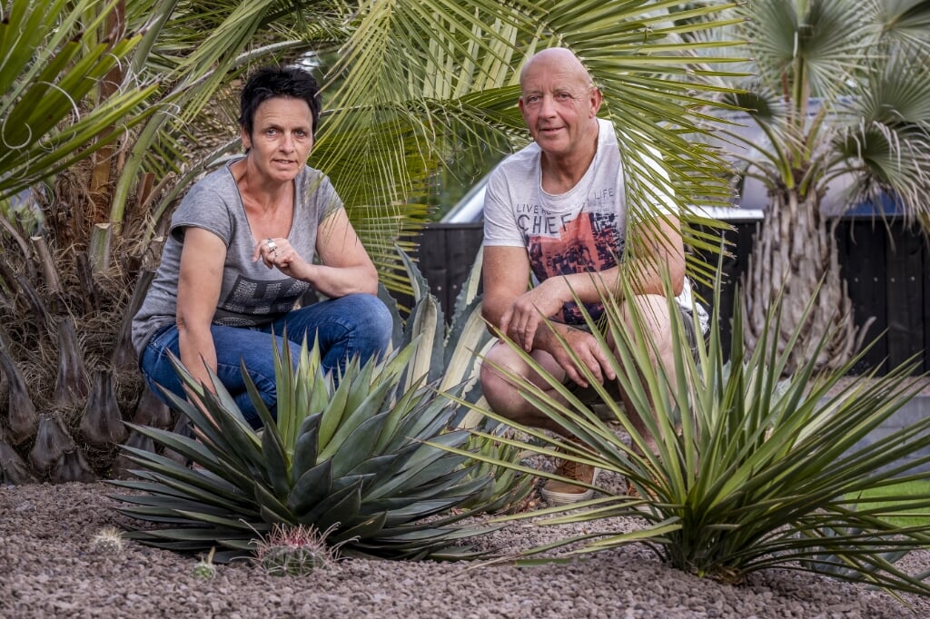 JUNI: In de tuin van Gemondenaar Twan van Eindhoven en zijn vrouw Miranda staan geen rozen, fuchsia's of clematissen, maar agaves, yucca's, palmen en cactussen. Zij hebben een bijzondere hobby waar ze veel mee bezig zijn.