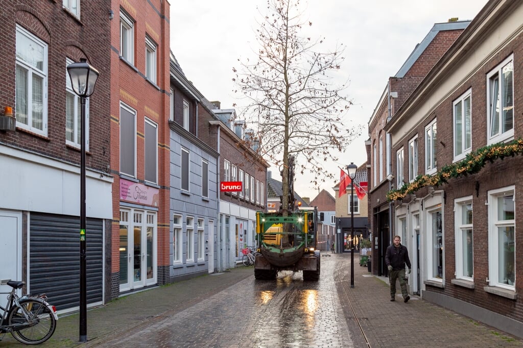 Deze plataan werd gisterochtend rechtopstaand via de Kruisstraat naar zijn nieuwe 'standplek' aan de Mgr. Bekkersstraat gebracht. (Foto: Hans van Doorn).