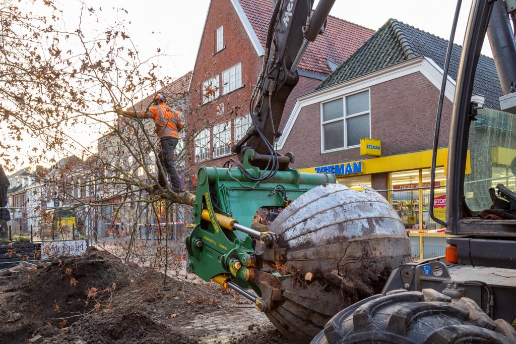 De vijf jaar geleden geplantte platanen op de hoek van de Rechterstraat en Kruisstraat krijgen elders in het centrum van Boxtel een nieuwe plek. 