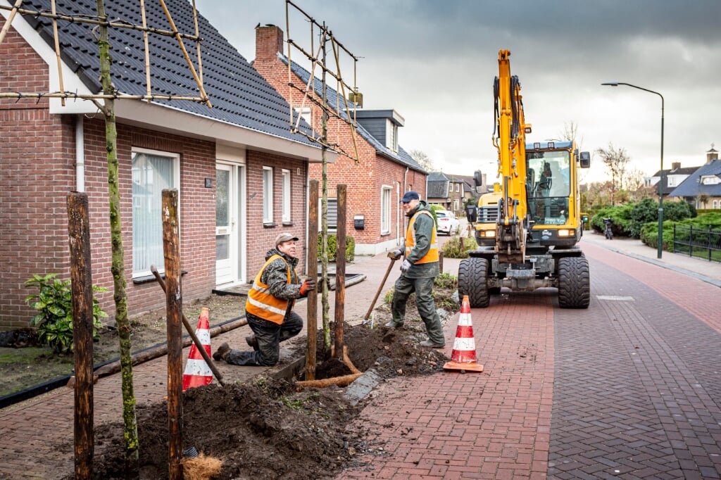Met het planten van leilindes nadert de reconstructie van de Leunisdijk in Esch het einde. 
