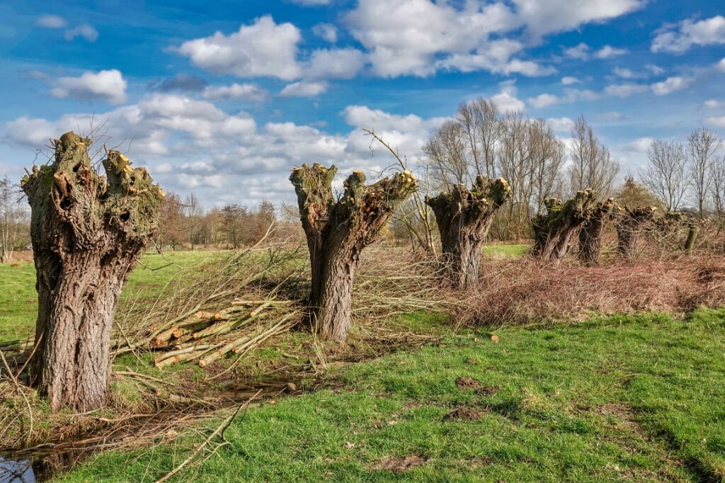 Knotwilgen langs de Dommel aan de Molendijk in Liempde.