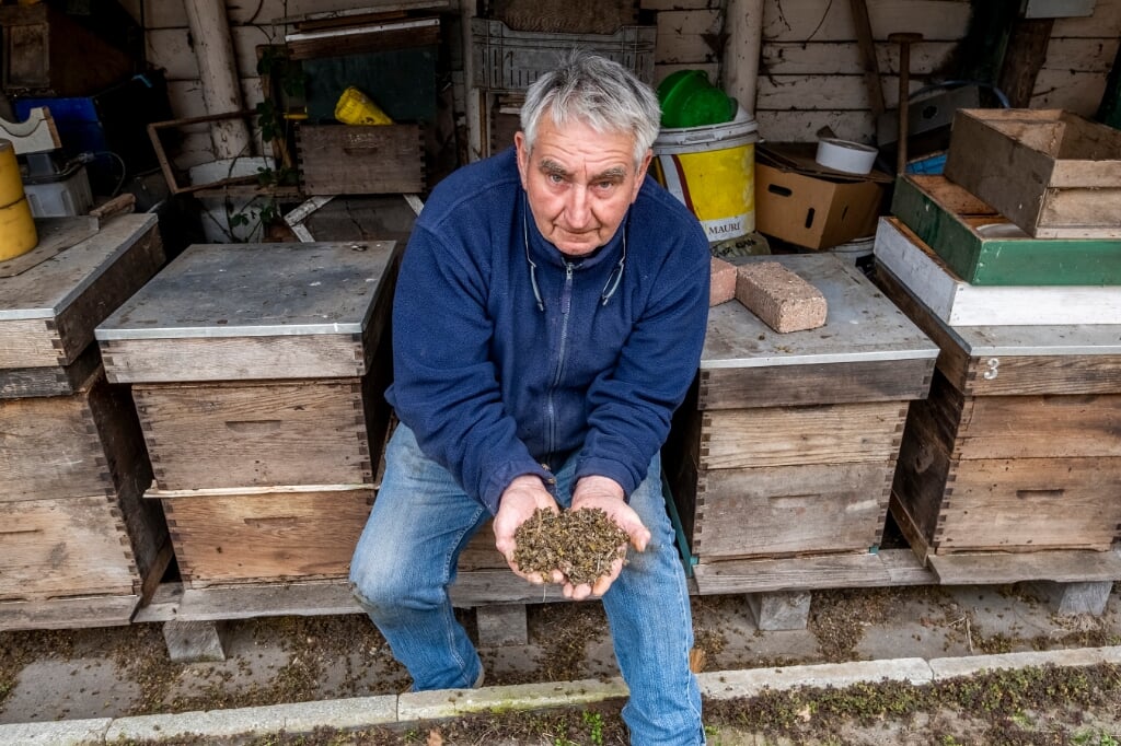 Imker Ad van Esch toonde eind maart een fractie van het aantal dode bijen uit zijn kasten. (Foto: Peter de Koning).