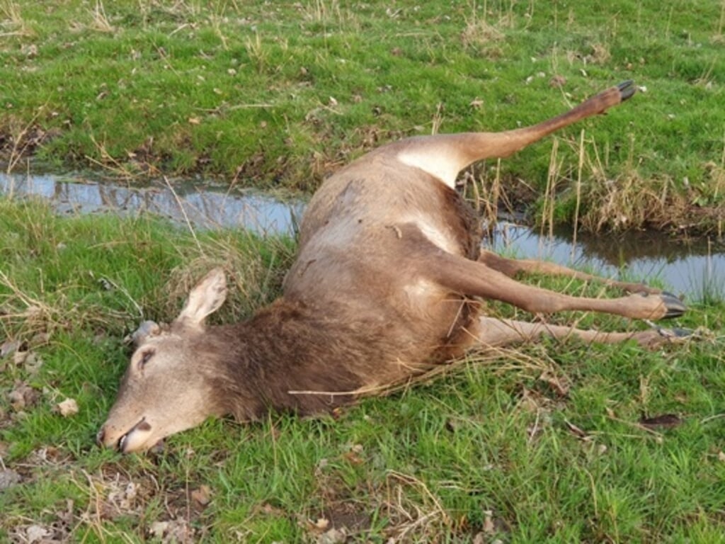 Wandelaars troffen dit dode hert aan in De Scheeken. Het dier is met een kogelgeweer geschoten. (Foto: Politie Best- Oirschot).