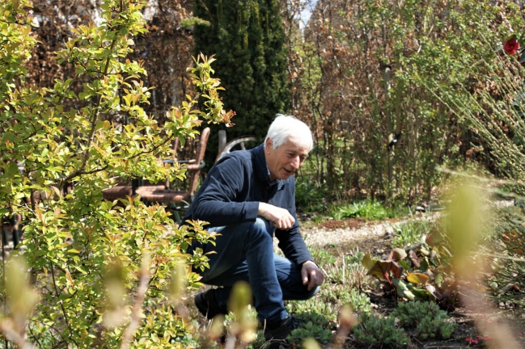 Martien Tholen aan het werk in zijn eigen tuin in Boxtel. De ‘plantenman’ van imkervereniging Sint-Ambrosius heeft het stokje na ruim dertig jaar trouwe dienst overgedragen aan Eric van Oijen en Hans Schevelier. (Foto: Marc Cleutjens).