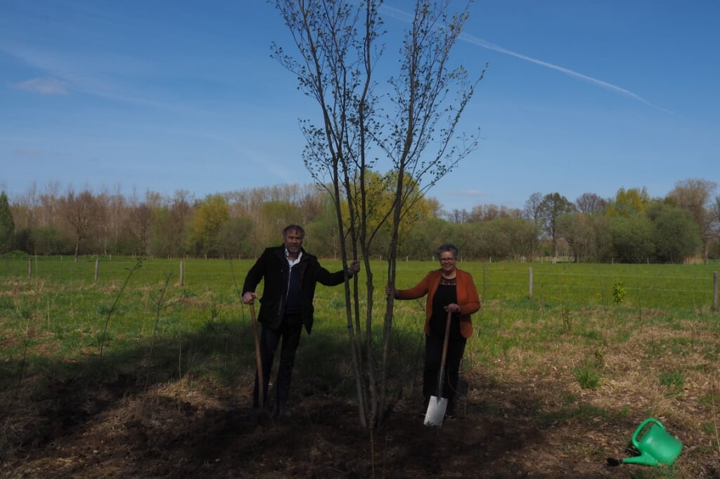 Han Thijssen (links) en wethouder Désiré van Laarhoven hebben een meerstammige fladderiep geplant bij de Rouwbommel. Het is de eerste van tienduizend waarmee Het Groene Woud wordt verrijkt. (Foto: eigen collectie).
