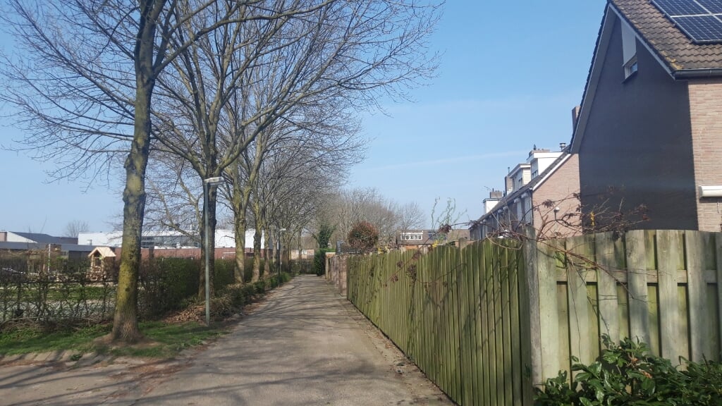 Bewoners van De Blauwverver zijn de grote bomen langs het pad achter hun woningen spuugzat. Links het schoolplein van basisschool De Beemden. (Foto: Henk van Weert).