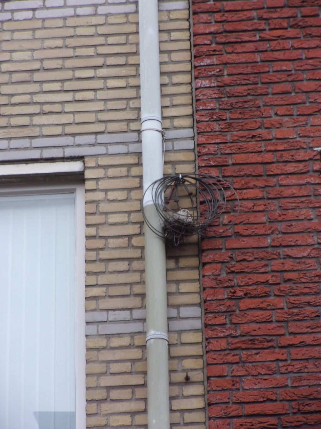 Een duif nestelt in een opgerolde staalkabel aan de gevel van de bovenwoning van Arjen en Hetty Witteveen aan de Rechterstraat. 