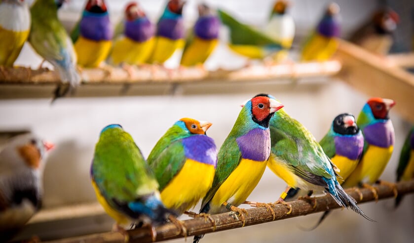 lekken rijkdom Kansen Vereniging in Beeld: Onze Vogels
