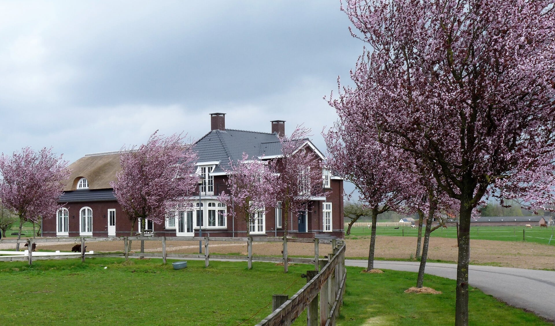 Een oprijlaan met bomen met paarse bloesem in Dreumel.
