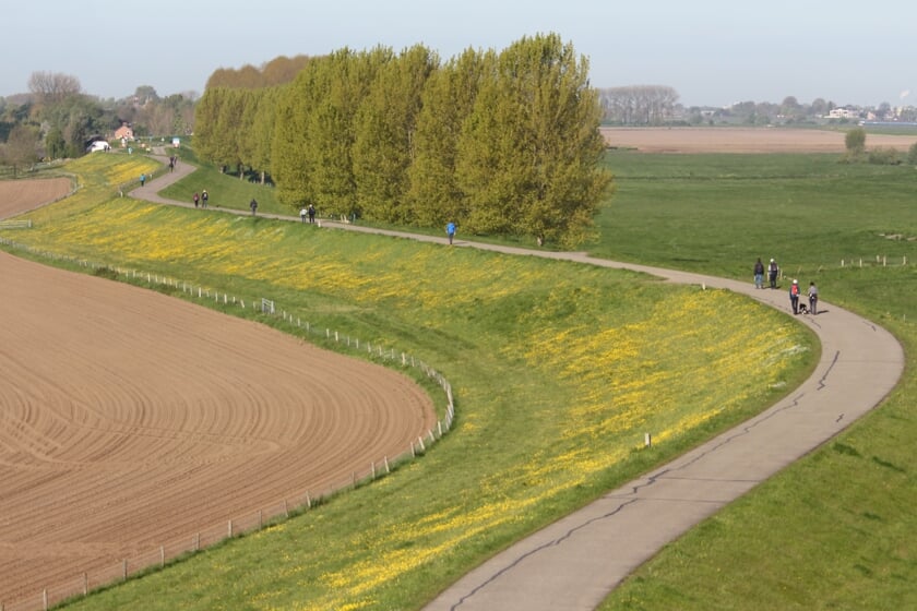 <p>Dijk in Maas en Waal.</p>