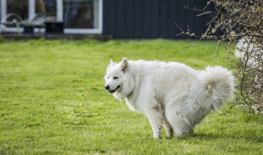 Dna-profiel uit hondendrollen leidt naar honden en hun baasjes.