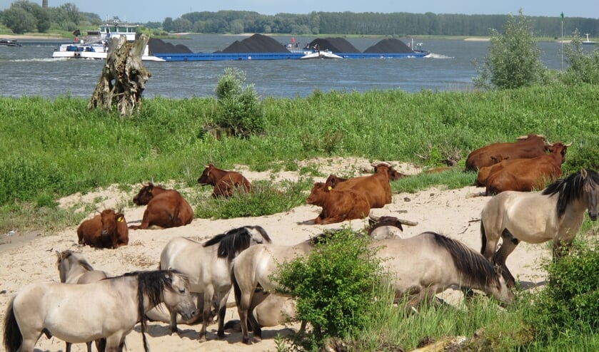 <p>Runderen en paarden elders langs de Waal.</p>