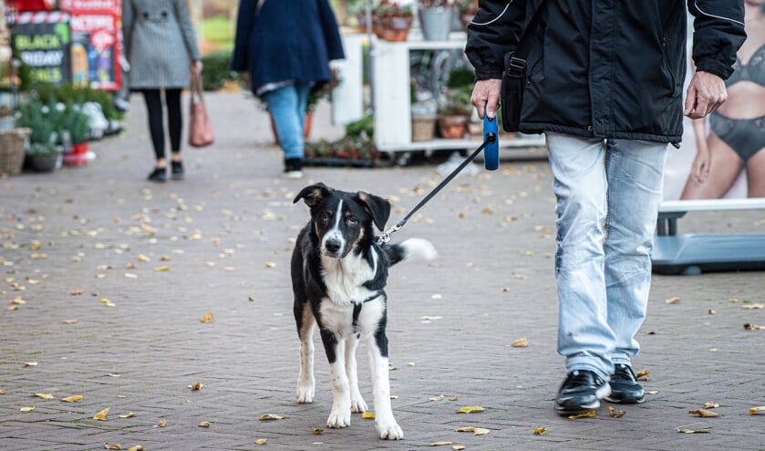 De hondenbelasting gaat iets omhoog komend jaar.