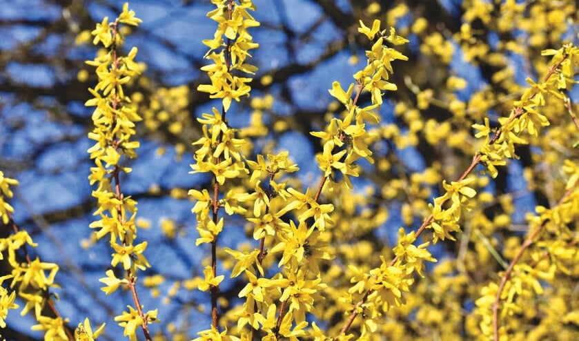 Forsythia