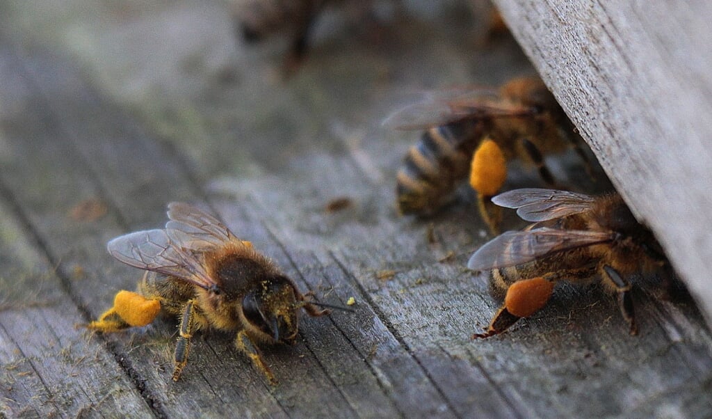 Bijen met stuifmeel aan de poten.