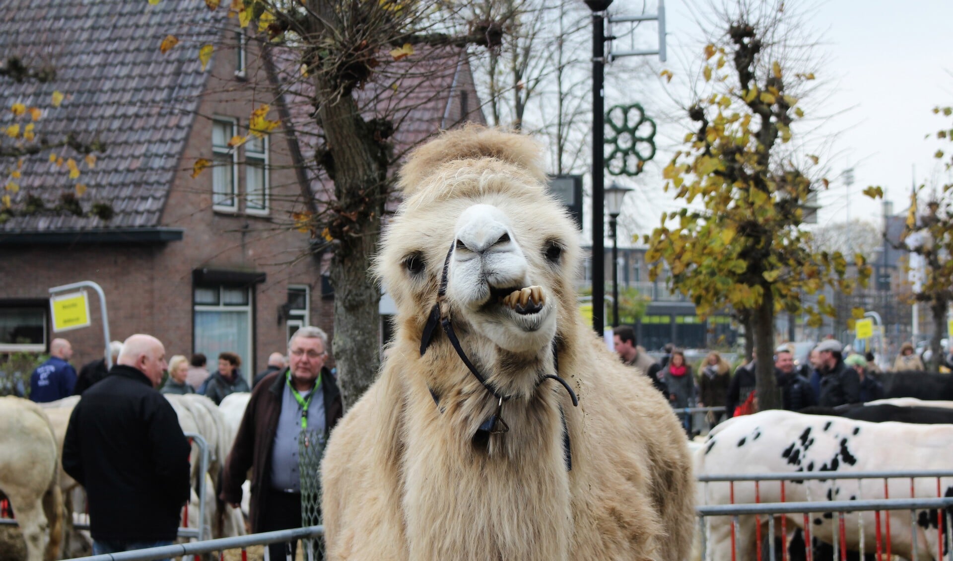 Bert's Animal farm tijdens Leste Mert in Druten.