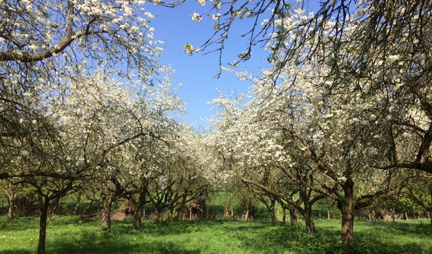 Zomerse kleuren in de boomgaard