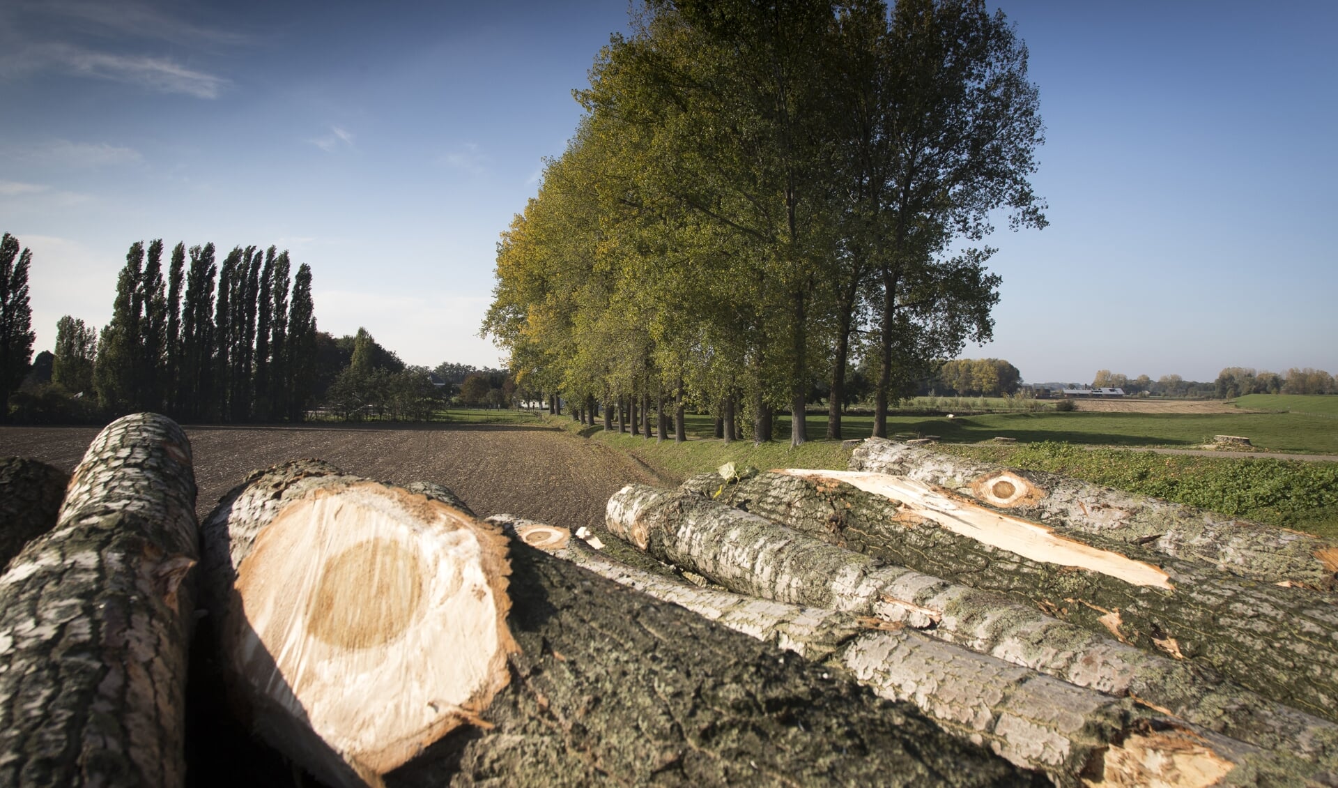 Bomenkap aan de Distelakker tussen Weurt en Beuningen.