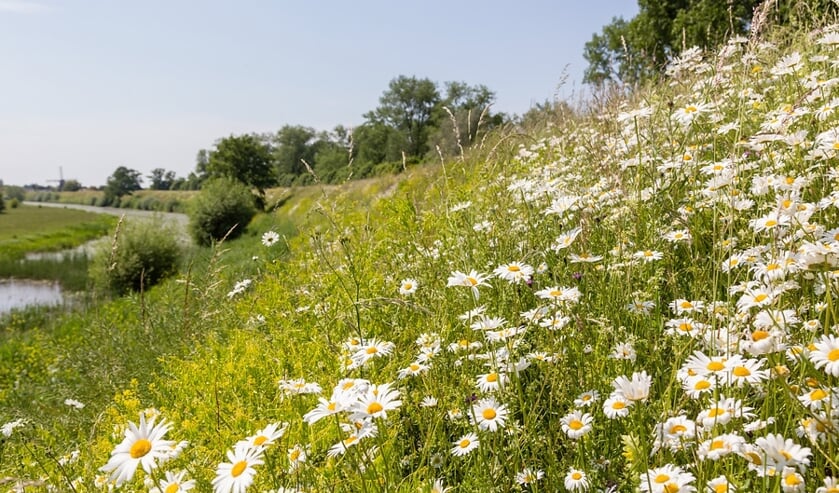 bloemen langs de dijk