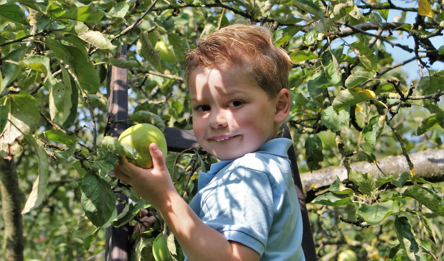 zelf appels en peren plukken in de boomgaard bij familie Banken