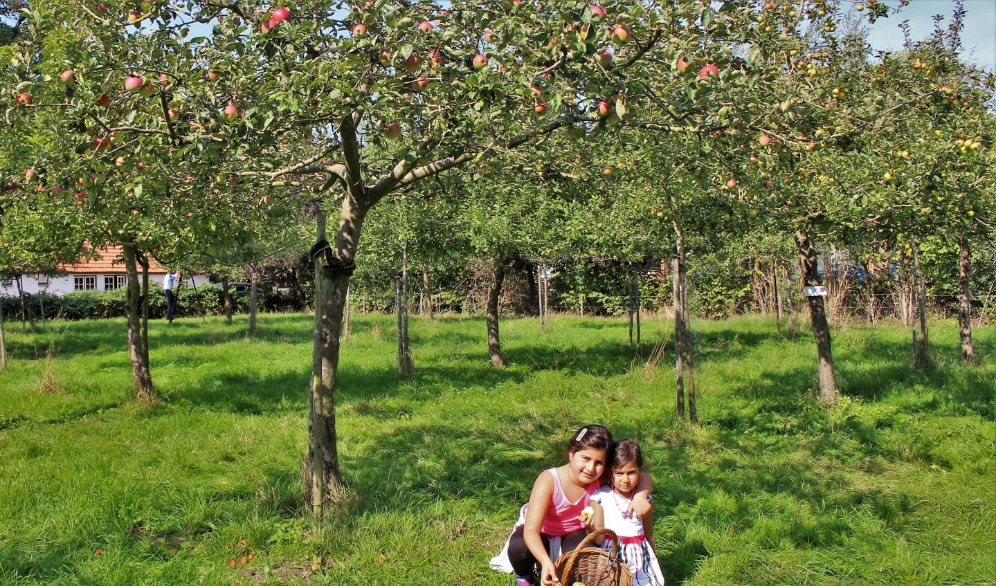 zelf appels en peren plukken in de boomgaard bij familie Banken