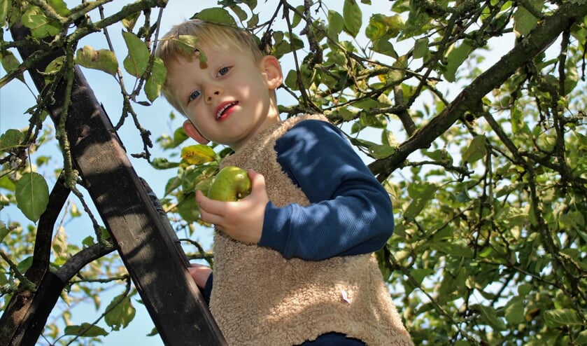 zelf appels en peren plukken in de boomgaard bij familie Banken