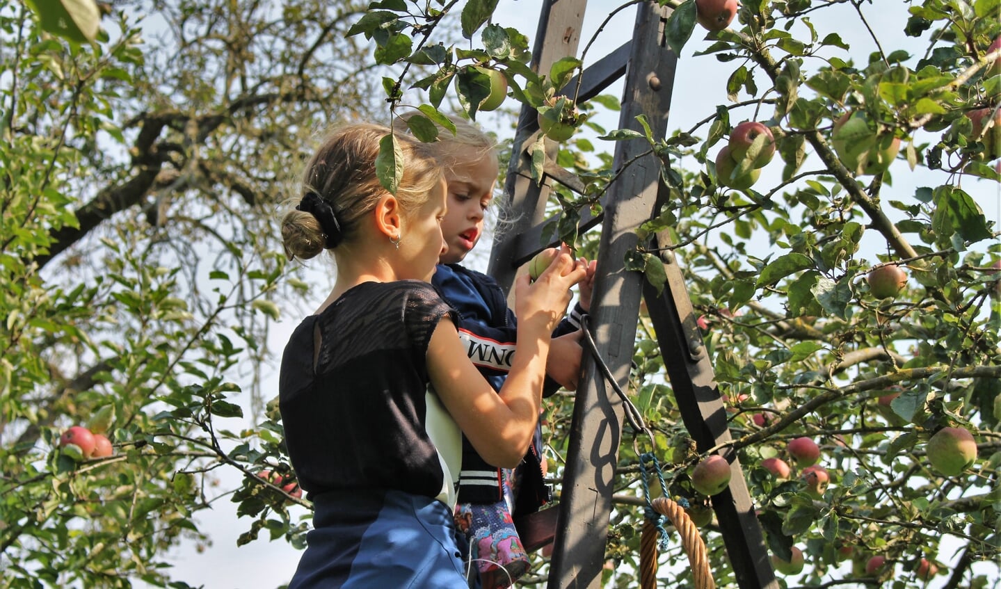 zelf appels en peren plukken in de boomgaard bij familie Banken
