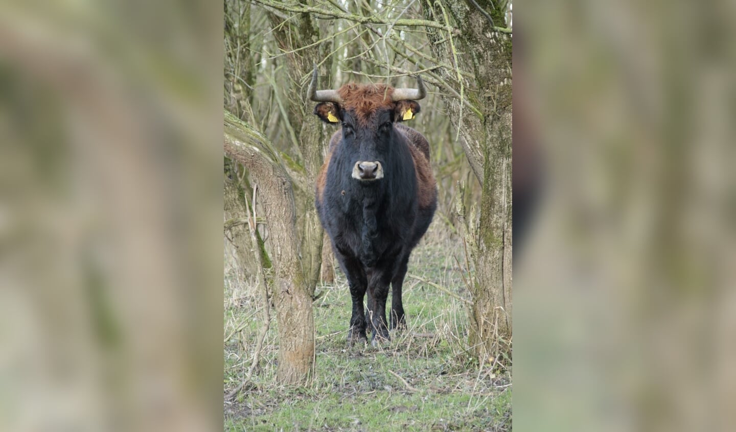 Rund bij de Kaliwaal Boven-Leeuwen.