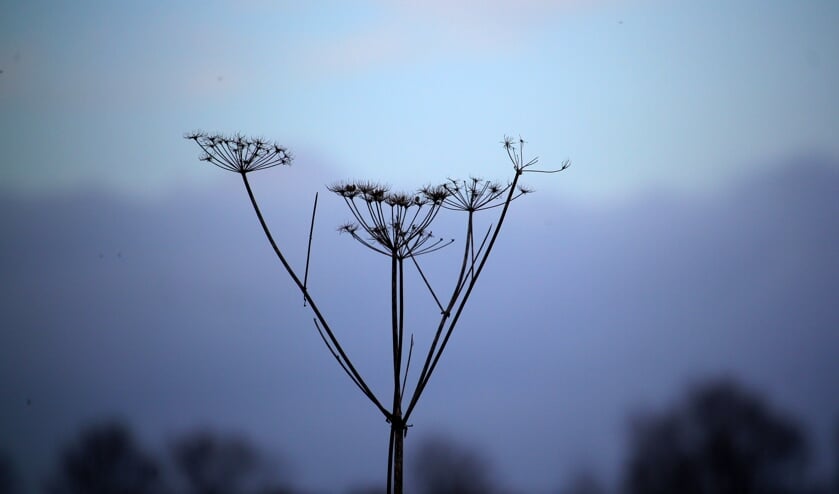 <p>Uitgebloeide berenklauw tegen een ijsblauwe lucht.</p>