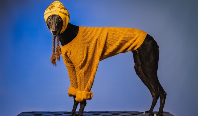 Hond Norah