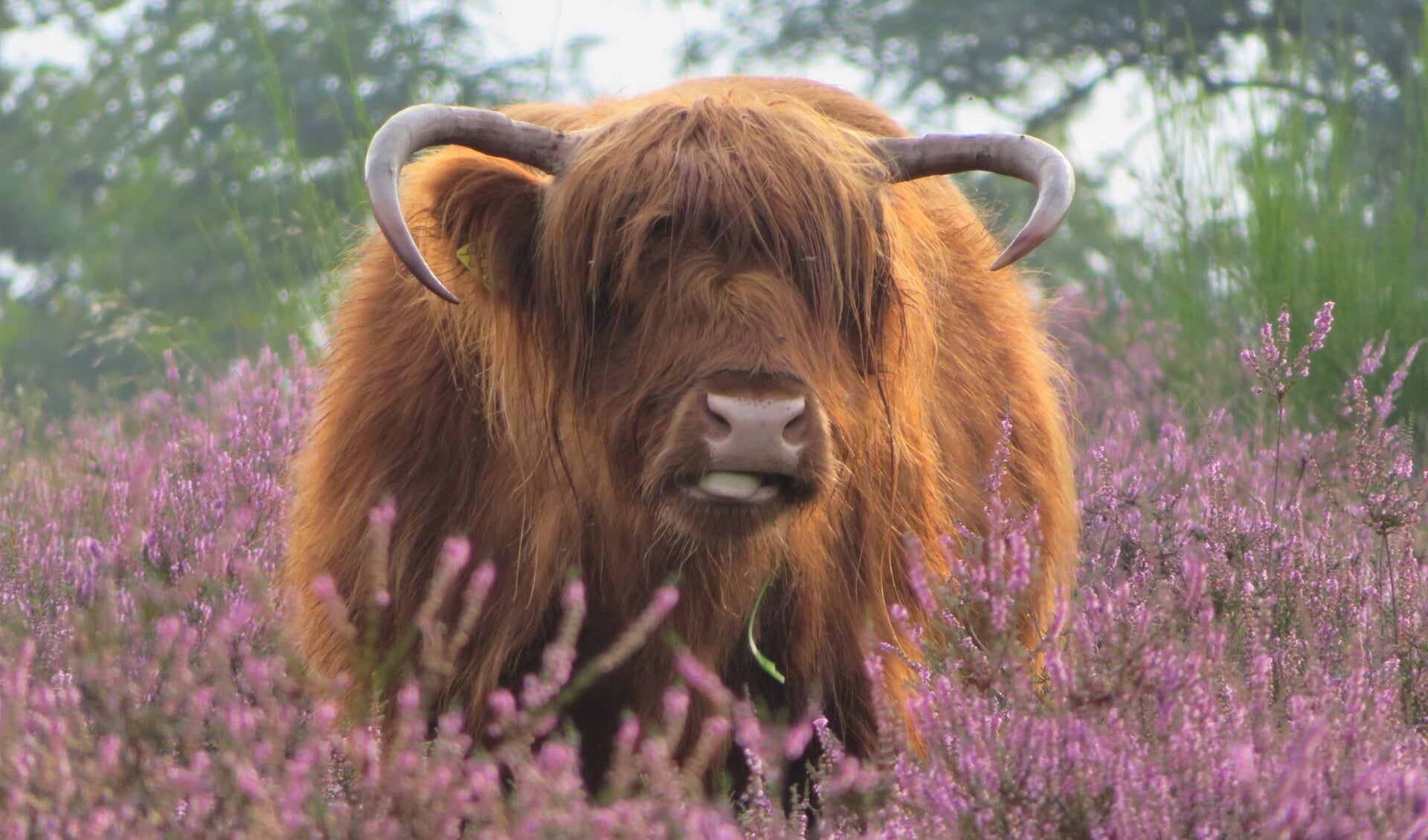 Een schotse hooglander struint door de hei op Mookerheide