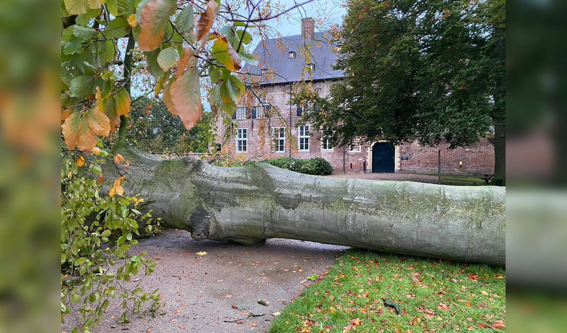 De omgewaaide beuk bij Kasteel Hernen.