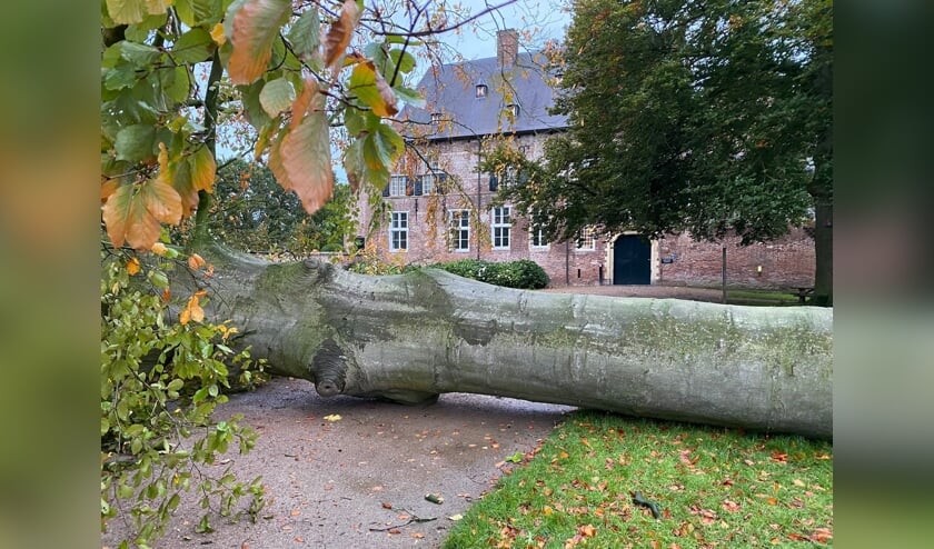 <p>De omgewaaide beuk bij Kasteel Hernen.</p>
